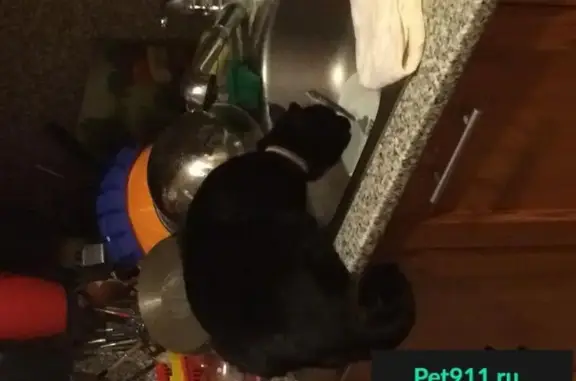 Кошки потеряшки, Красные Баки, фото: Потеряшка кошка Мася в поселке Красные Баки