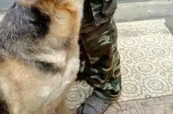 Собака найдена в районе турбазы 