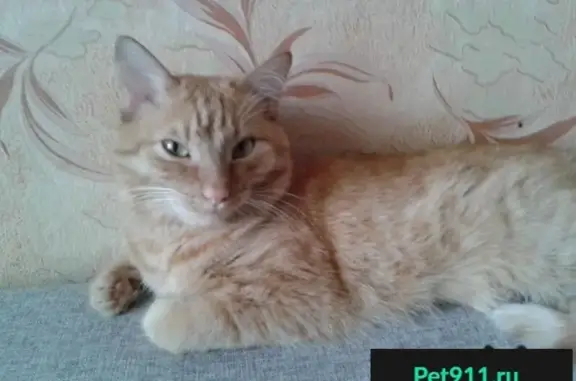 Пропала кошка в Октябрьском районе, Красноярск