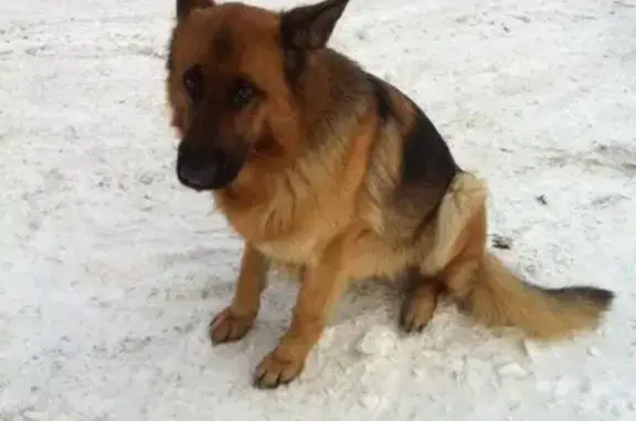 Пропала собака в Бабяково, вознаграждение.