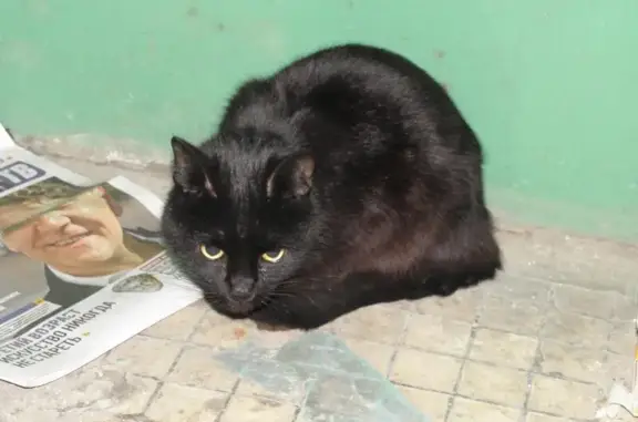 Найден кастрированный чёрный кот в Москве, Орехово-Борисово Северное