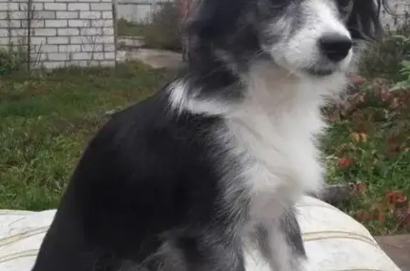 Пропала собака Мицу в поселке Кадышево, РТ.