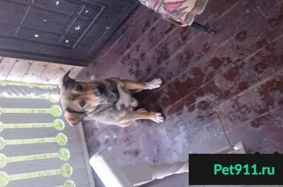 Найден пёс в деревне Вороново