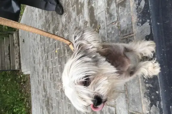 Найдена собака в Мытищах на ул. В. Волошиной