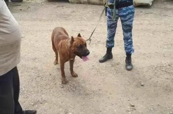 Потеряшка собака найдена в Горячем ключе