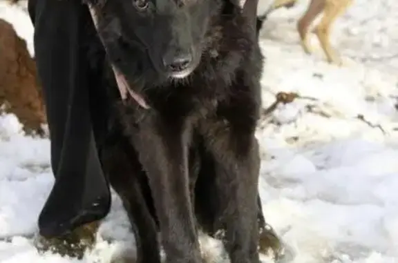 Пропала собака Соня в Кирове, помогите найти!