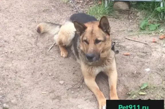 Найдена крупная собака в Каннельярви, Ленобласть