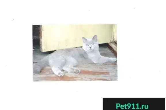Пропала британская кошка в Мытищах, ул. 1-ая Новая 14
