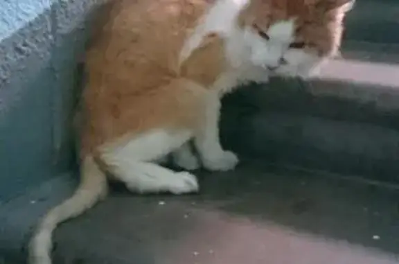 Найдена кошка на Севанской 9к3
