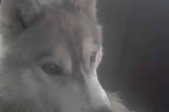 Найдена собака Лайка в Избышева-Казарово, Тюмень
