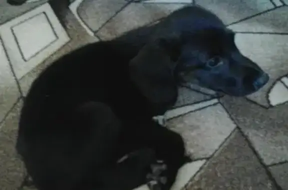 Найдена черная собака возраста около месяца в Иркутске