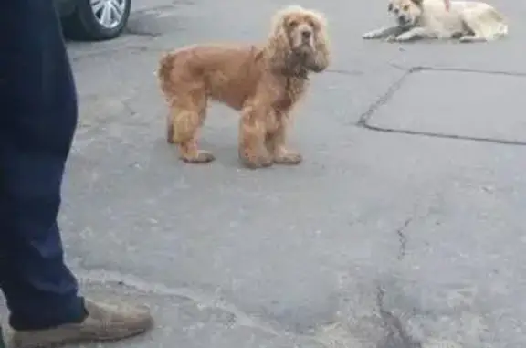 Собака кокер-спаниель найдена в Зеленограде (к1117)