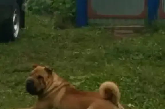 Пропала собака Шарпей в районе 24 комплекса, Набережные Челны.