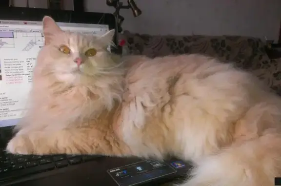 Кошки потеряшки, Мгинское, фото: Потеряшка кошка в поселке Апраксин, Ленобласть