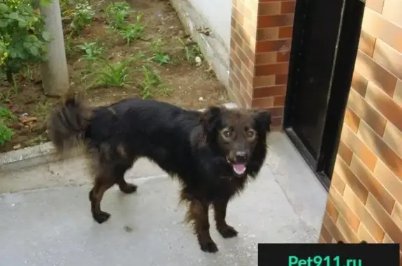 Пропала собака Цыган в селе Береговое, Феодосия, Республика Крым