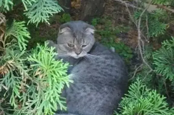 Найден кот на ул. Новороссийская, без ошейника