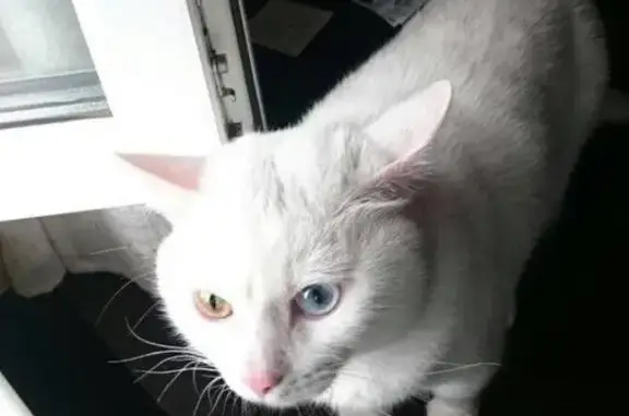 Найден белый кот в Братцево, нужен новый дом