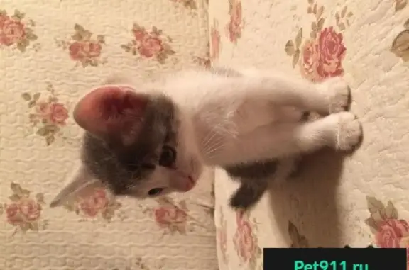 Найден бело-серый котенок на ул. Черняховского, 17А