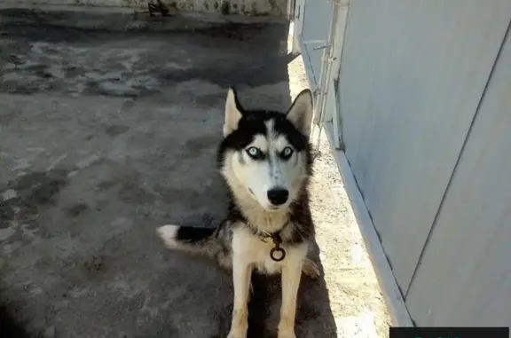 Собака с коричневым повадком найдена в Ленинском районе Челябинска