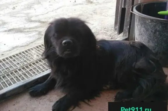 Найдена собака на ул. Восточно-Кругляковская, Краснодар