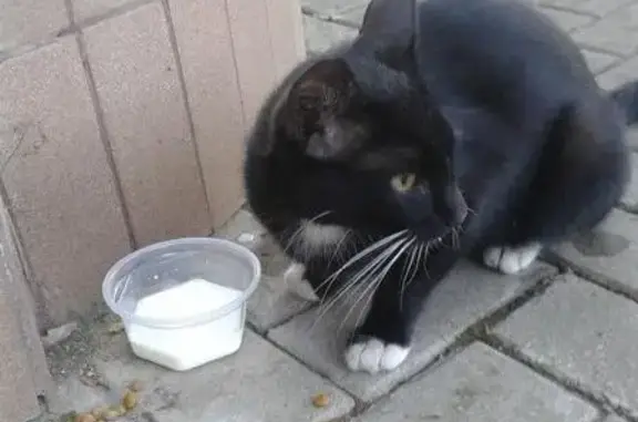 Найдена кошка в Краснодаре, ищет дом
