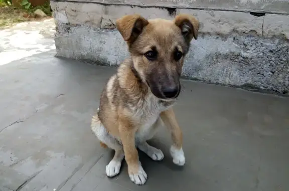 Собака найдена в Геологоразведке, Пермский край