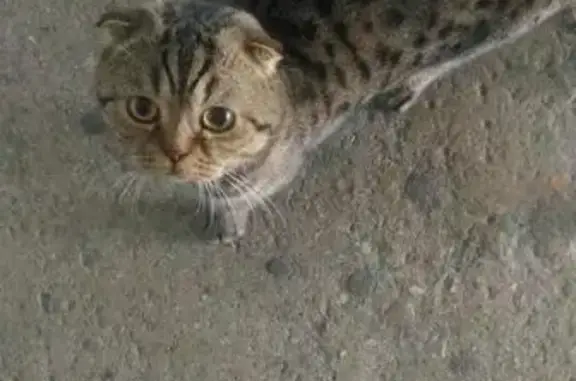 Найден кот в Уфе: ул. Н. Дмитриева 17