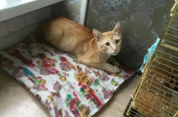 Найден рыже-бежевый полосатый кот в Измайлово, Москва