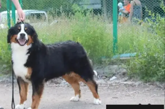 Пропала собака в Березовском районе, вознаграждение гарантировано