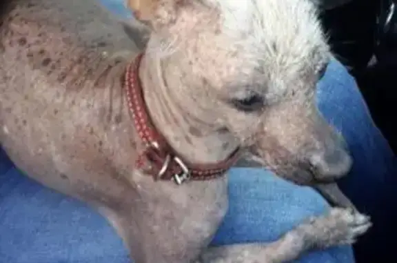Найдена собака в Зверосовхозе, Московская область