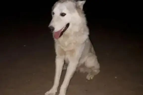 Найдена собака в Астрахани