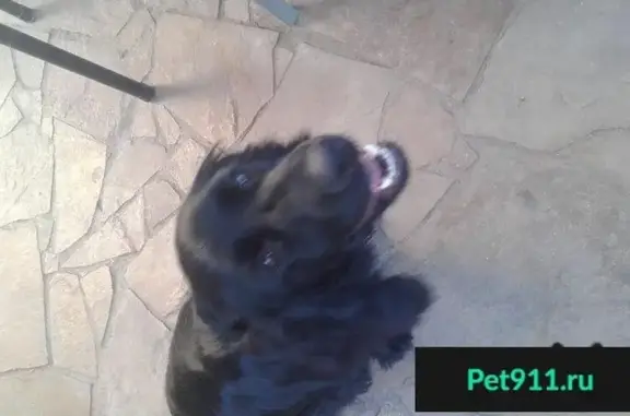 Найден щенок русского спаниеля в Ростове на площади Мичурина