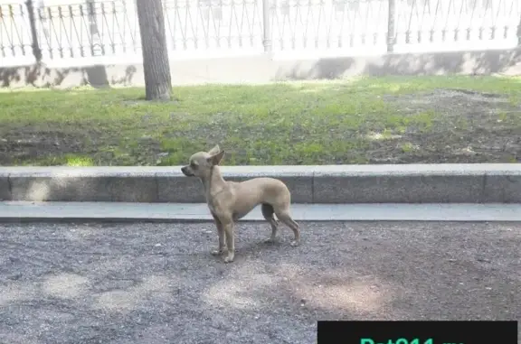 Пропала собака Барбара на Покровском бульваре