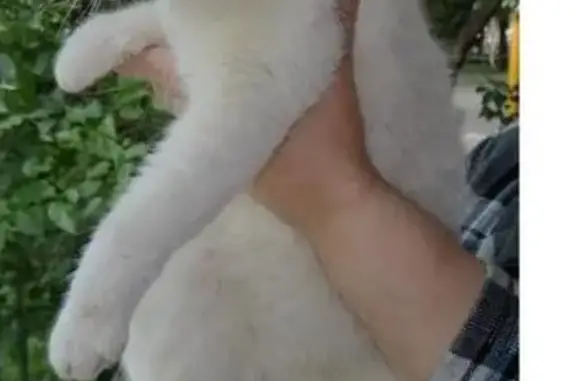 Найдена белая кошка у ст. М Войковская, Москва
