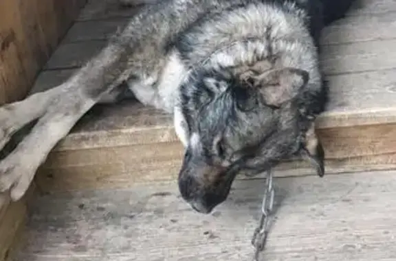 Пропала собака Рич в поселке Октябрьский, Свердловская область