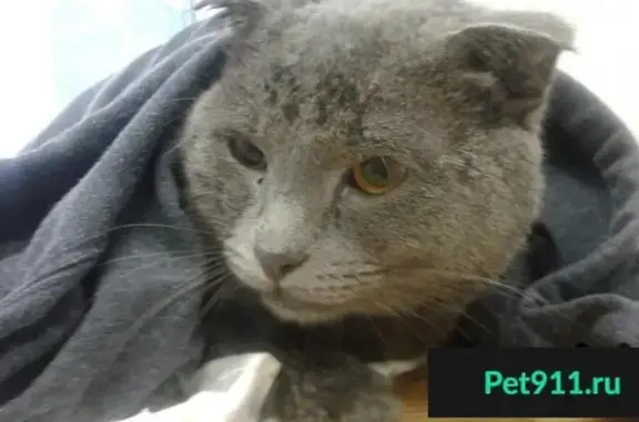 Найден кот с ломаной лапой на ул. Каспийская, 30к2