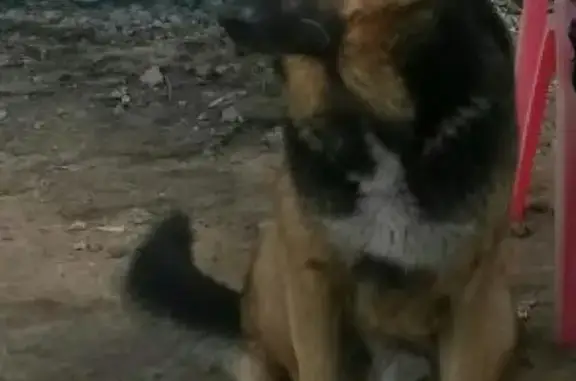 Собаки потеряшки, Сертолово, фото: Потеряшка собака 