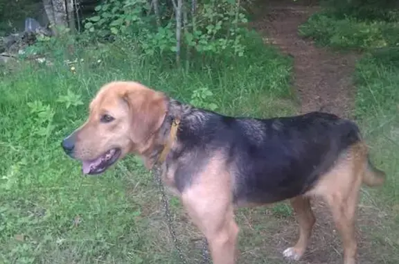 Найдена собака в Олонецком районе, Карелия