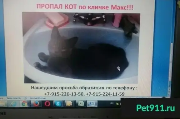 Пропал кот Макс в Свиблово, Москва