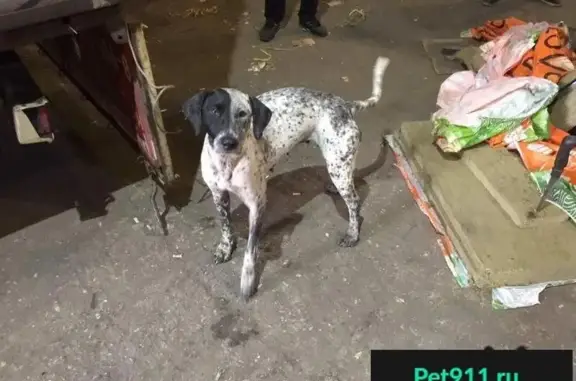 Найдена охотничья собака в Клине