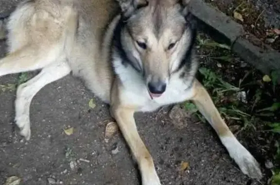 Собака найдена на улице Смирных, Челябинск.