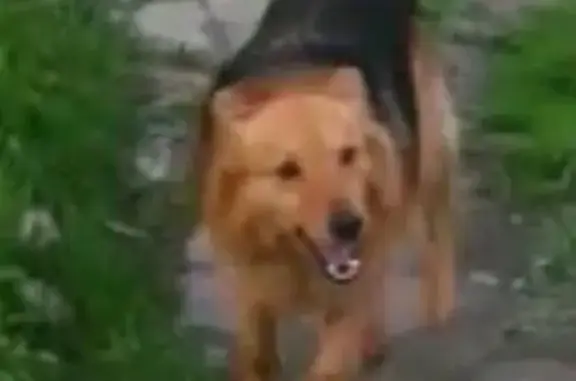 Пропала собака в Серпухове, помогите!