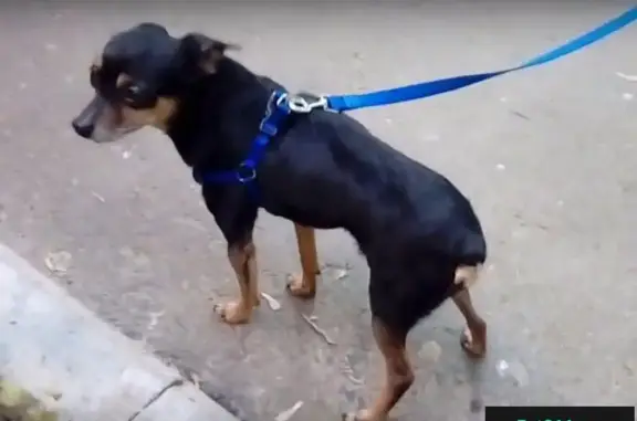 Найден мелкий пес (Шмидта, Екатеринбург)
