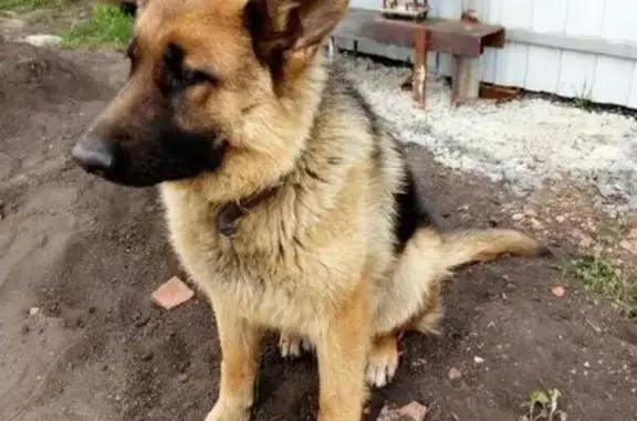 Пропала собака в п. Комсомольский
