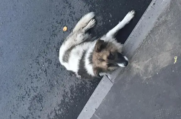Найдена собака около метро Медведково