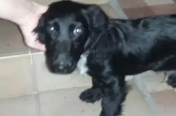 Собака такса найдена на улице Гагарина в центре Сочи