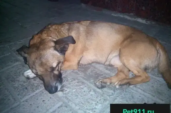 Найдена собака в Саратове на Московской/Вольской, 13 июля.