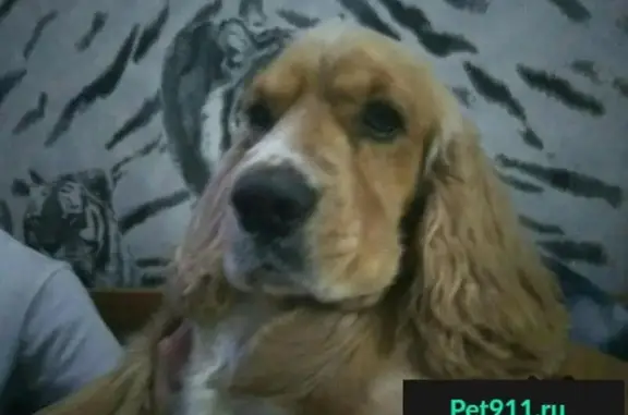 Пропала ОХОТНИЧЬЯ собака в Стерлитамаке, Кокер-Спаниель, рыжий окрас.