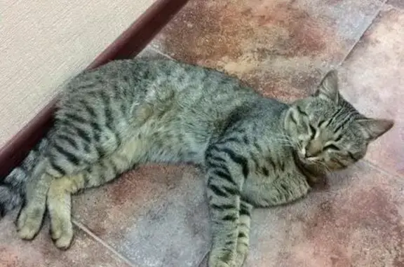 Найден ласковый котик в Великом Новгороде