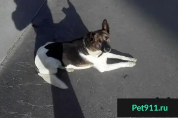 Найдена собака на Комсомольской 8 (Тюмень)